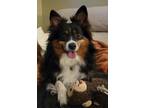 Adopt Tucker a Tricolor (Tan/Brown & Black & White) Australian Shepherd / Mixed