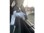 Adopt Ghost a Black - with White Husky / Mixed dog in Baltimore, MD (40377390)