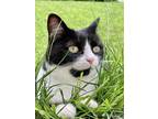 Adopt Coconut a Black & White or Tuxedo American Shorthair / Mixed (short coat)