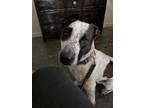 Adopt Dozer a Tricolor (Tan/Brown & Black & White) Mutt / Mixed dog in Moscow