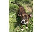 Adopt Annie KA a Brindle - with White Basset Hound / Mixed dog in Fairfax