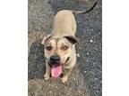 Adopt a Gray/Blue/Silver/Salt & Pepper Black Mouth Cur dog in Jourdanton