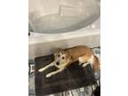 Adopt Sylvie a Tan/Yellow/Fawn Golden Retriever / Mixed dog in Flint