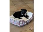 Adopt Ronin a Black - with White Border Collie / Mixed dog in Phoenix