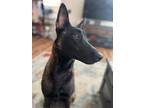 Adopt Freya a Brown/Chocolate - with Black Belgian Malinois / Mixed dog in El