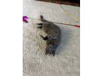 Adopt Mystic a Gray or Blue (Mostly) American Shorthair / Mixed (short coat) cat