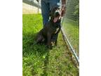 Adopt Jasmine a Boxer, Mixed Breed