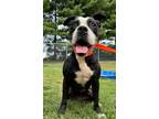 Adopt Mazie a Pit Bull Terrier, Boxer
