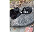Adopt Batman a Black (Mostly) American Shorthair / Mixed (short coat) cat in