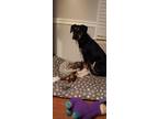 Adopt Nikolai a Black - with Brown, Red, Golden, Orange or Chestnut Rottweiler /