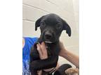 Adopt Zebbie a Black - with White Boxer / Labrador Retriever / Mixed dog in
