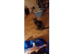 Adopt Midnight a All Black Domestic Mediumhair / Mixed (medium coat) cat in