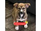 Adopt Chicago a Tricolor (Tan/Brown & Black & White) Husky / Shepherd (Unknown