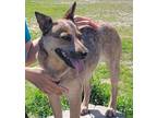 Adopt Paya a Red/Golden/Orange/Chestnut - with White Australian Cattle Dog /
