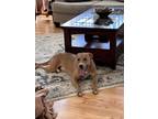 Adopt Bolin a Tan/Yellow/Fawn Labrador Retriever / Whippet / Mixed dog in Colon