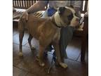 Adopt Sampson a Tricolor (Tan/Brown & Black & White) Boxer / Mixed dog in