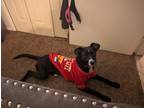 Adopt Emma a Black - with White Labrador Retriever / Border Collie / Mixed dog