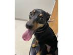Adopt Diamond a Tricolor (Tan/Brown & Black & White) Miniature Pinscher /