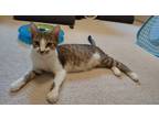Adopt Nova a Tan or Fawn Tabby Domestic Shorthair (short coat) cat in Dunkirk