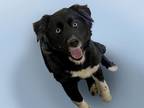 Adopt ICEE a Australian Shepherd