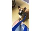 Adopt Sarge a Tan/Yellow/Fawn - with White American Pit Bull Terrier / Mixed dog