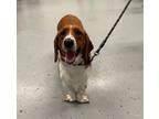 Adopt Hobbs * a Tricolor (Tan/Brown & Black & White) Basset Hound / Mixed dog in