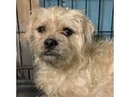 Adopt Chai a White - with Tan, Yellow or Fawn Poodle (Miniature) / Shih Tzu /