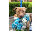 Adopt Shannon a Brindle - with White American Staffordshire Terrier / Corgi /
