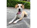 Adopt Pecas a Red/Golden/Orange/Chestnut - with White Australian Cattle Dog /