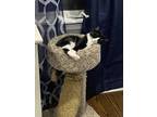 Adopt Maude a Black & White or Tuxedo American Shorthair / Mixed (short coat)