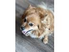 Adopt Luna a Tan/Yellow/Fawn - with White Pomeranian / Mixed dog in Murrieta