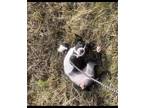Adopt Athena Louise a Black - with White American Pit Bull Terrier / Mixed dog