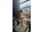 Adopt Effy a Tortoiseshell American Shorthair / Mixed (short coat) cat in Grawn