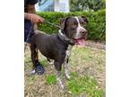 Adopt Hershey a Brown/Chocolate - with White German Shorthaired Pointer /
