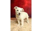Adopt Jasper a White - with Red, Golden, Orange or Chestnut Mixed Breed (Large)
