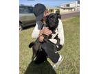 Adopt Figgy a Black - with White Labrador Retriever / Mixed dog in Scottsdale