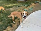 Adopt Bruno a Tan/Yellow/Fawn - with White Beagle / American Pit Bull Terrier /