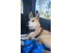 Adopt Enzo a Tan/Yellow/Fawn - with White Husky / Mutt / Mixed dog in Ponte