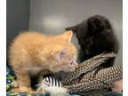 Adopt Deacon a All Black Domestic Mediumhair (medium coat) cat in Silver City