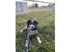Adopt Illie a Black - with Tan, Yellow or Fawn Australian Shepherd / Mixed dog