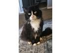 Adopt Finnegan - Offered by Owner -Fluffy and friendly a Black & White or Tuxedo