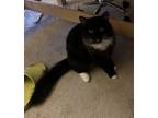 Adopt Charcoal a Black & White or Tuxedo American Bobtail / Mixed (medium coat)