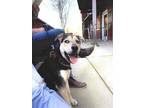 Adopt Mowgli a Black - with Tan, Yellow or Fawn Mutt / Catahoula Leopard Dog /