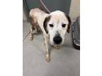 Adopt Louie 30365 a White Great Pyrenees dog in Joplin, MO (41478019)