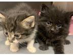 Adopt Misschief a All Black Domestic Longhair (long coat) cat in Silver City