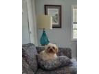Adopt Bella a White - with Tan, Yellow or Fawn Shih Tzu / Bichon Frise / Mixed