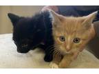 Adopt Jack & Daniel a All Black Domestic Shorthair (short coat) cat in Silver