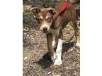 Adopt Frisco a Brown/Chocolate - with White Husky / German Shepherd Dog / Mixed