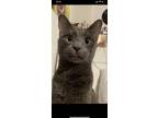 Adopt Tenoch a Gray or Blue Russian Blue / Mixed (short coat) cat in Sacramento