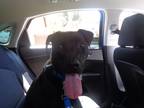 Adopt Kayo a Black - with White Labrador Retriever / American Pit Bull Terrier /